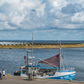 Den Korte Avis | Ny dille i Vestjylland: Døde hajer på cykelstier – men der er forskel på Ringkøbing og Thisted