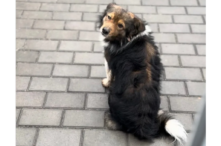 Hunden har ventet på sin ejer i to år ved en tankstation