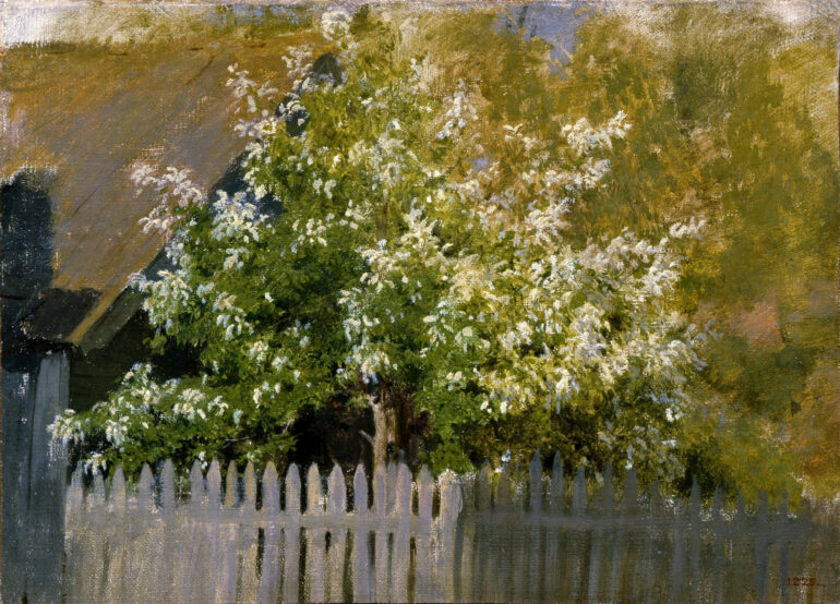 Fuglekirsebær - Prunus avium (1880).