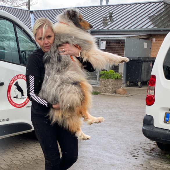 Dom afsagt! Sejr for hundene!