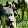 Den Korte Avis | To hunde dræbt af ulv – men det er ikke en problemulv, for hundene gik ikke i en indhegnet have, lyder det fra myndighederne