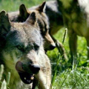 Den Korte Avis | To hunde dræbt af ulv – men det er ikke en problemulv, for hundene gik ikke i en indhegnet have, lyder det fra myndighederne