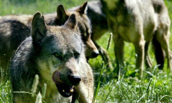 Den Korte Avis | To hunde dræbt af ulv – men det er ikke en problemulv, for hundene gik ikke i en indhegnet have, lyder det fra myndighederne
