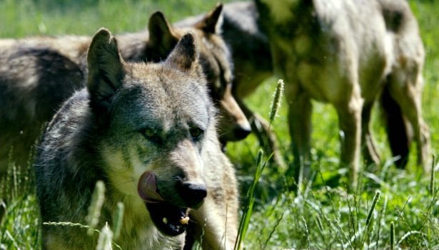 Den Korte Avis | To hunde dræbt af ulv – men det er ikke en problemulv, for hundene gik ikke i en indhegnet have, lyder det fra myndighederne