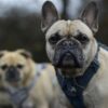 Den Korte Avis | Fra 1. juli bliver det forbudt at avle hunde med dårlige hofter, åndedrætsbesvær og ryglidelser – men andre kæledyr må ikke lades i stikken