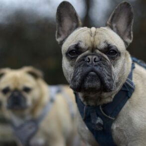 Den Korte Avis | Fra 1. juli bliver det forbudt at avle hunde med dårlige hofter, åndedrætsbesvær og ryglidelser – men andre kæledyr må ikke lades i stikken
