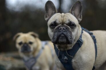 Den Korte Avis | Fra 1. juli bliver det forbudt at avle hunde med dårlige hofter, åndedrætsbesvær og ryglidelser – men andre kæledyr må ikke lades i stikken