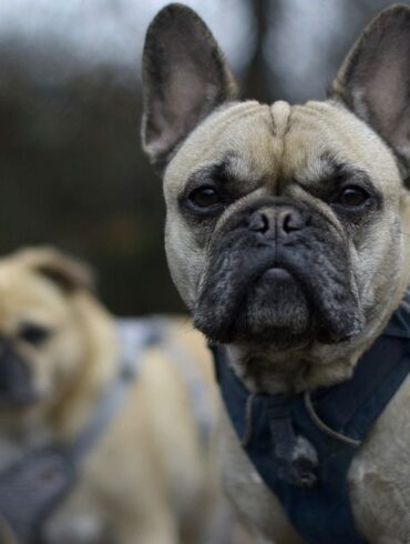 Den Korte Avis | Fra 1. juli bliver det forbudt at avle hunde med dårlige hofter, åndedrætsbesvær og ryglidelser – men andre kæledyr må ikke lades i stikken