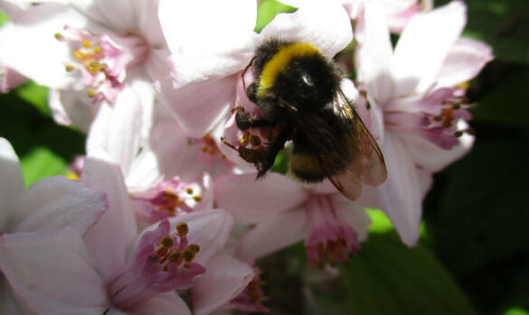 Den Korte Avis | Vi kan ikke leve uden insekter, der udgør ca. 80% af alle levende væsener på jorden