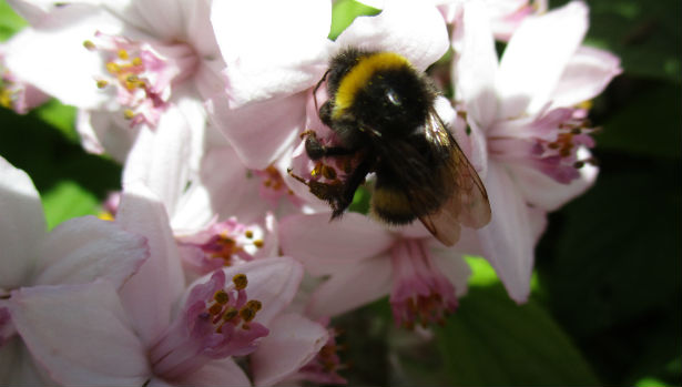 Den Korte Avis | Vi kan ikke leve uden insekter, der udgør ca. 80% af alle levende væsener på jorden