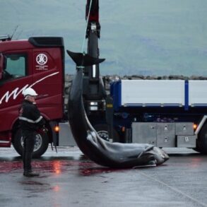 Død grindehval losses på havnen i Tjørnuvik efter den femte drivjagt på Færøerne i 2025Foto: Sea Shepherd