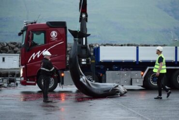 Død grindehval losses på havnen i Tjørnuvik efter den femte drivjagt på Færøerne i 2025Foto: Sea Shepherd