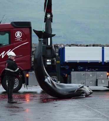 Død grindehval losses på havnen i Tjørnuvik efter den femte drivjagt på Færøerne i 2025Foto: Sea Shepherd