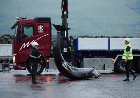 Død grindehval losses på havnen i Tjørnuvik efter den femte drivjagt på Færøerne i 2025Foto: Sea Shepherd