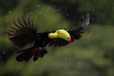 Costa Rica rejser byder på natur, nærvær og nuancer