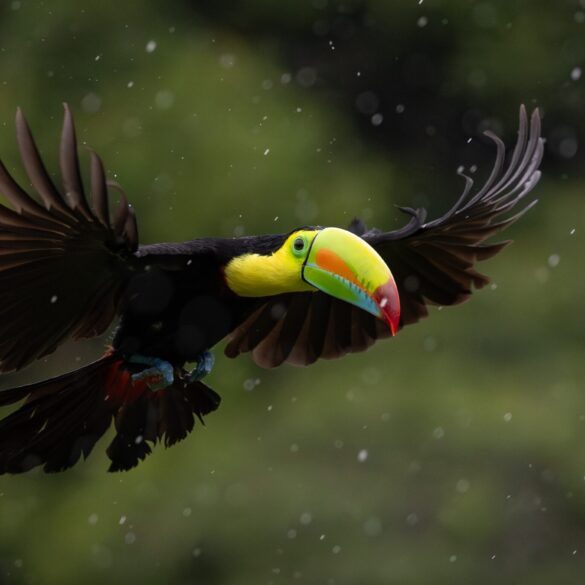Costa Rica rejser byder på natur, nærvær og nuancer