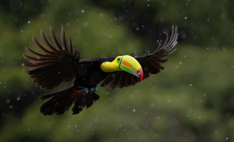 Costa Rica rejser byder på natur, nærvær og nuancer
