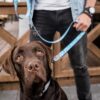 Den Korte Avis | Litauer troede han havde fundet et smart sted at gemme et kvart tons hash – men han kendte ikke politiets narkohund