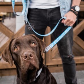 Den Korte Avis | Litauer troede han havde fundet et smart sted at gemme et kvart tons hash – men han kendte ikke politiets narkohund