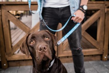 Den Korte Avis | Litauer troede han havde fundet et smart sted at gemme et kvart tons hash – men han kendte ikke politiets narkohund