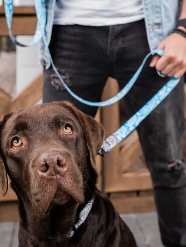 Den Korte Avis | Litauer troede han havde fundet et smart sted at gemme et kvart tons hash – men han kendte ikke politiets narkohund