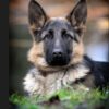 Den Korte Avis | Med snuden i jorden – over en trekilometer lang strækning sporede politihund en tyv