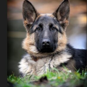 Den Korte Avis | Med snuden i jorden – over en trekilometer lang strækning sporede politihund en tyv