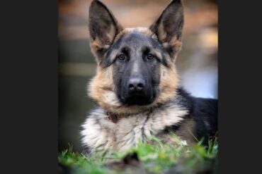 Den Korte Avis | Med snuden i jorden – over en trekilometer lang strækning sporede politihund en tyv