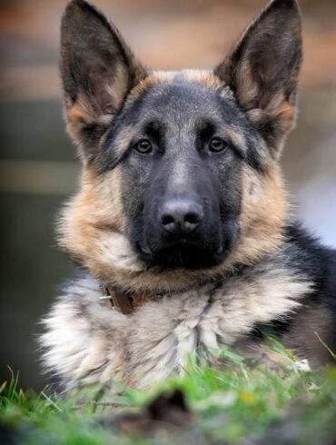 Den Korte Avis | Med snuden i jorden – over en trekilometer lang strækning sporede politihund en tyv