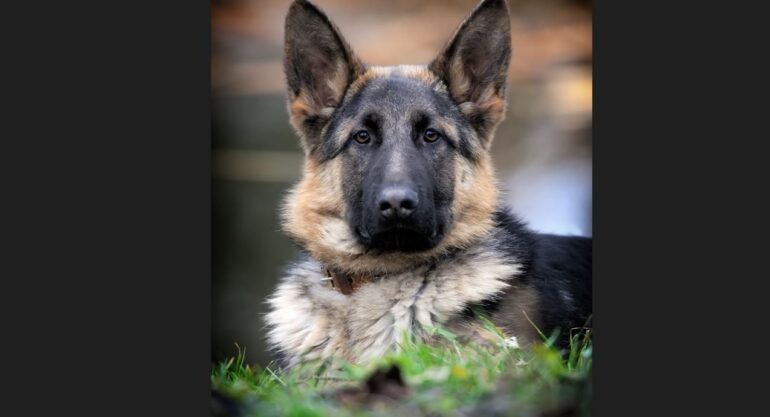 Den Korte Avis | Med snuden i jorden – over en trekilometer lang strækning sporede politihund en tyv