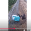 Den Korte Avis | Migranter fra Belarus forsøger at komme ind i Polen via et transportabelt toilet – har også brugt molovcocktails mod grænsevagter