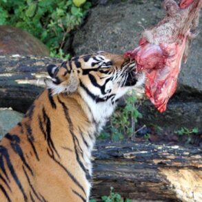 Den Korte Avis | Så blev Aalborg Zoo verdensberømt: En opfordring til danskerne om at levere deres kæledyr som rovdyrfoder er gået viralt