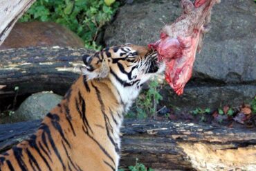 Den Korte Avis | Så blev Aalborg Zoo verdensberømt: En opfordring til danskerne om at levere deres kæledyr som rovdyrfoder er gået viralt