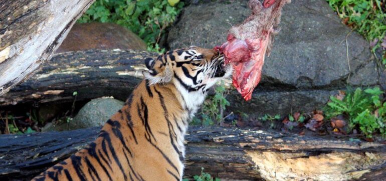 Den Korte Avis | Så blev Aalborg Zoo verdensberømt: En opfordring til danskerne om at levere deres kæledyr som rovdyrfoder er gået viralt