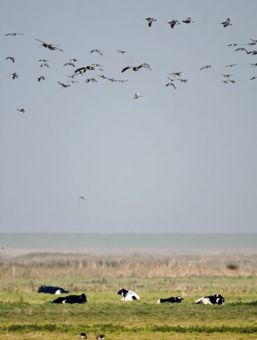 Når kærligheden til hjemmet bliver miljøpolitik