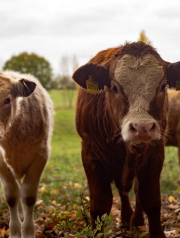 Brug af metan­inhibitoren Bovaer stoppet i Norge