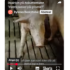 Den Korte Avis | Dyrlægeforeningen om TV2s afsløring af forhold i grisestalde: Det her er ikke bare uacceptabelt – det er lovbrud mod dyr i nød