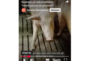 Den Korte Avis | Dyrlægeforeningen om TV2s afsløring af forhold i grisestalde: Det her er ikke bare uacceptabelt – det er lovbrud mod dyr i nød