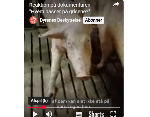 Den Korte Avis | Dyrlægeforeningen om TV2s afsløring af forhold i grisestalde: Det her er ikke bare uacceptabelt – det er lovbrud mod dyr i nød