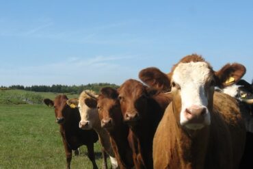 Køer kollapser og må aflives