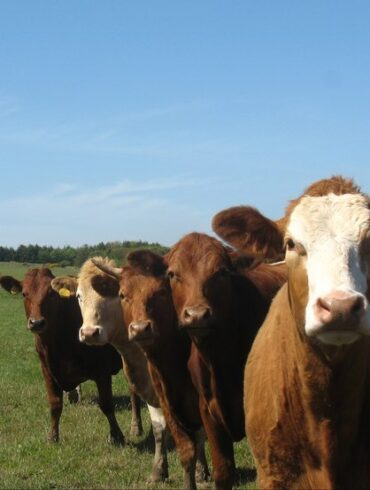 Køer kollapser og må aflives