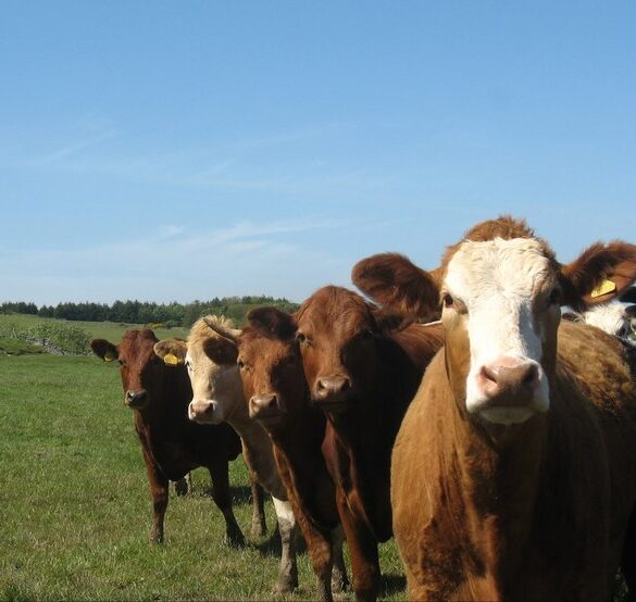 Køer kollapser og må aflives