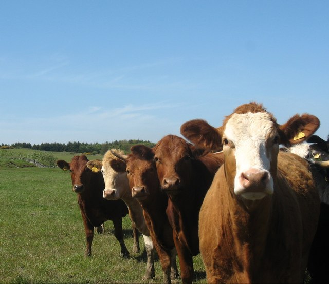 Køer kollapser og må aflives
