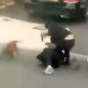 Londons politi beder beboerne om at stoppe med at dele videoer af afghaner, der stikker brite ihjel