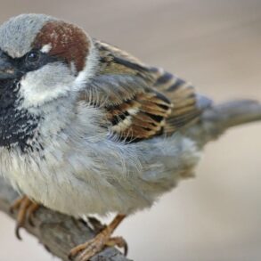 Den Korte Avis | Skovspurven har overhalet gråspurven i Danmark