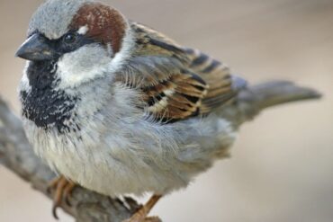 Den Korte Avis | Skovspurven har overhalet gråspurven i Danmark