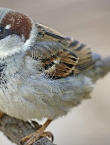 Den Korte Avis | Skovspurven har overhalet gråspurven i Danmark