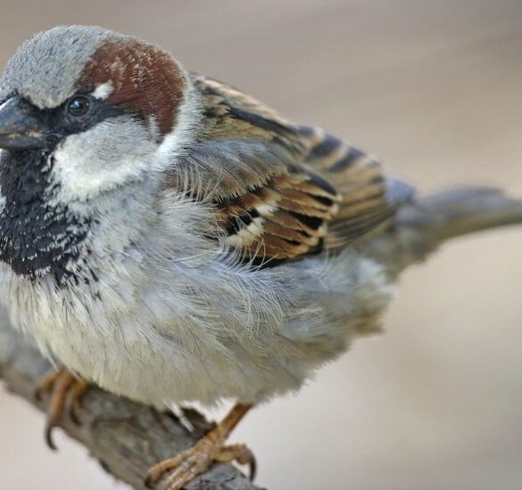 Den Korte Avis | Skovspurven har overhalet gråspurven i Danmark