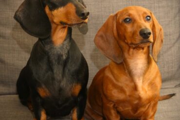 Glædelig jul 2025 – Snaphanen.dk