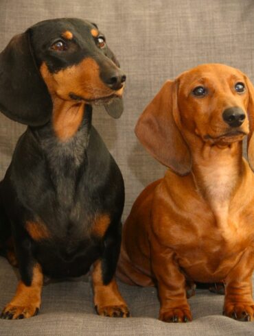 Glædelig jul 2025 – Snaphanen.dk